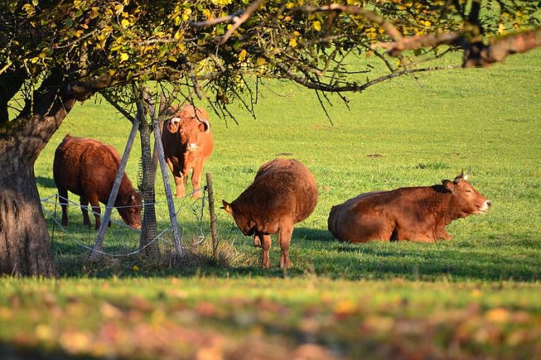 Geef iedere koe een boom tijdens deze hitte!
